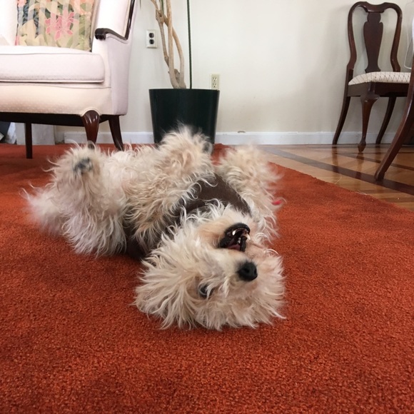 Meet your Posher, Leta - Picture 7 of 8